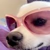 lifeofkodabear